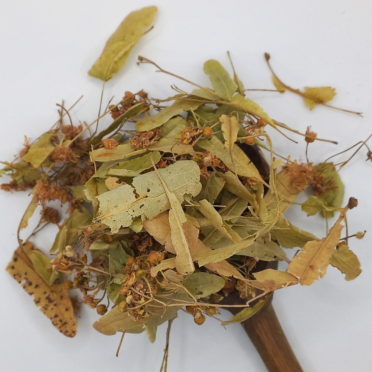 Linden Leaf & Flower